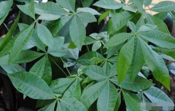  So với các loại cây xanh khác, cây kim ngân còn có khả năng thanh lọc vượt trội. Ví dụ, trầu bà có thể hấp thụ hiệu quả các loại khí độc hại và độc hại như formaldehyde, benzen và trichloroethylene, trong khi lan hổ có thể hấp thụ hơn 80% các loại khí độc hại trong nhà, bao gồm formaldehyde, trichloroethylene...