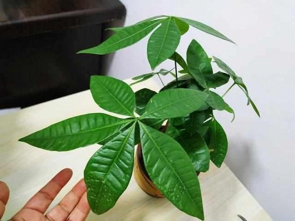 Người ta cho rằng khi đặt cây kim ngân trong nhà, cạnh những nơi tiếp xúc hoặc liên quan tới tiền thì sẽ càng mang lại nhiều may mắn, tiền tài cho gia chủ.