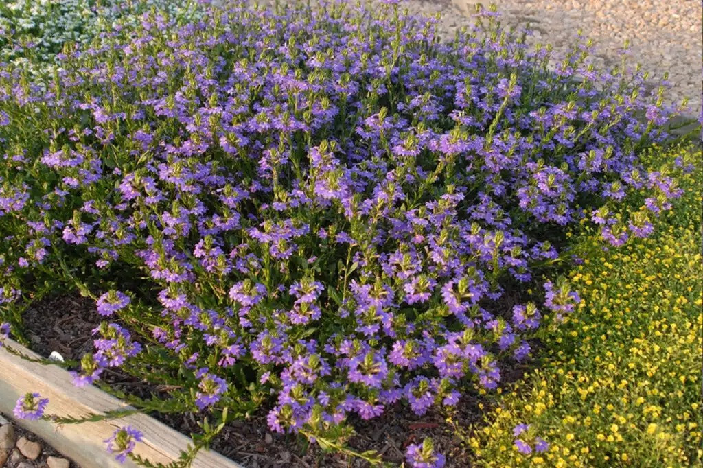  Thanh lọc không khí: Cây cảnh này cũng hoạt động như một bộ lọc tự nhiên, giúp hấp thụ khí carbon dioxide và các chất ô nhiễm khác từ không khí. Bằng cách này, nó góp phần làm giảm lượng khí độc hại trong không gian sống của bạn. 