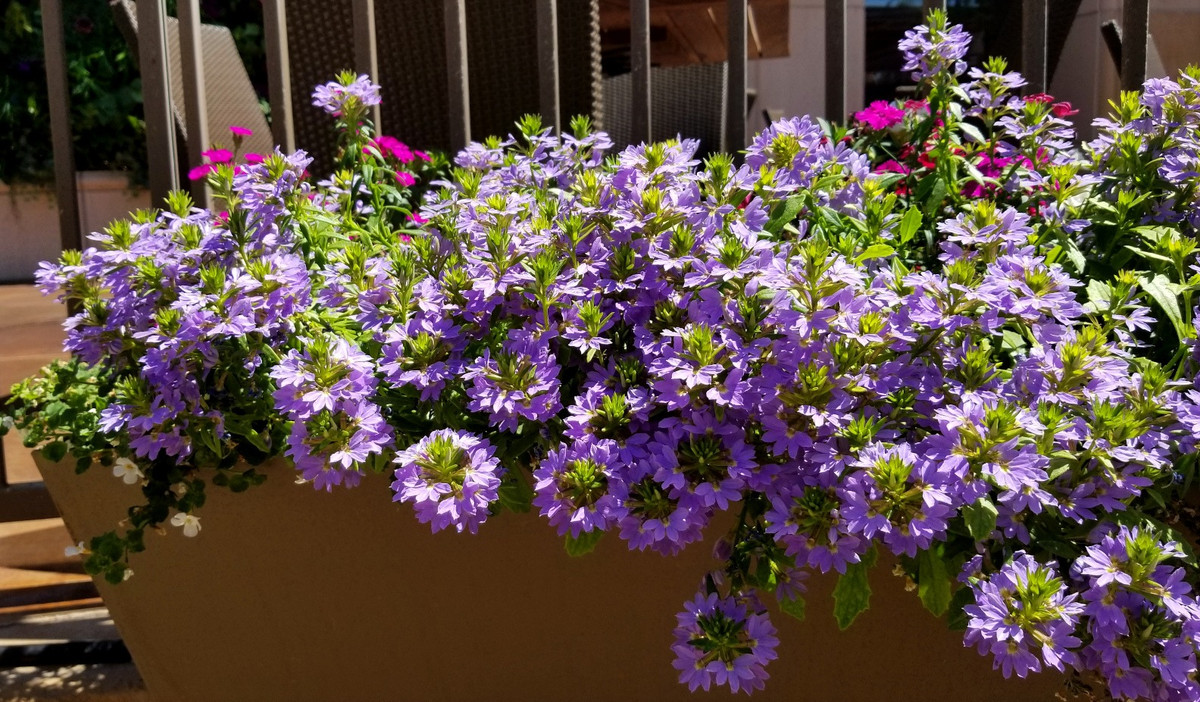  Đồng thời, hoa thủy sam cũng giải phóng oxy, giúp làm tăng nồng độ oxy trong không khí. Sự hiện diện của cây không chỉ nâng cao vẻ đẹp của khu vực mà còn cải thiện sức khỏe tổng thể bằng cách duy trì không khí sạch và dễ thở hơn. 