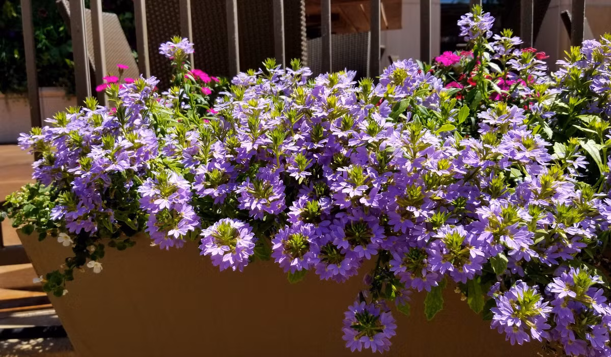  Đồng thời, hoa thủy sam cũng giải phóng oxy, giúp làm tăng nồng độ oxy trong không khí. Sự hiện diện của cây không chỉ nâng cao vẻ đẹp của khu vực mà còn cải thiện sức khỏe tổng thể bằng cách duy trì không khí sạch và dễ thở hơn. 