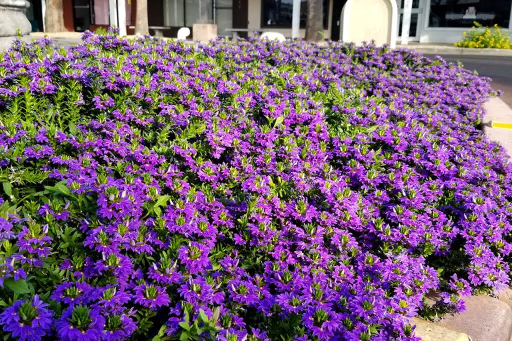  Những bông hoa nhỏ xinh, đa dạng màu sắc không chỉ tạo ra một điểm nhấn ấn tượng trong các khu vườn, ban công, hoặc hiên nhà. Những bông hoa hình quạt tươi tắn như thể hút làn gió mới mẻ, thanh khiết vào gia đình, giúp bạn có không gian lãng mạn và xinh đẹp. 