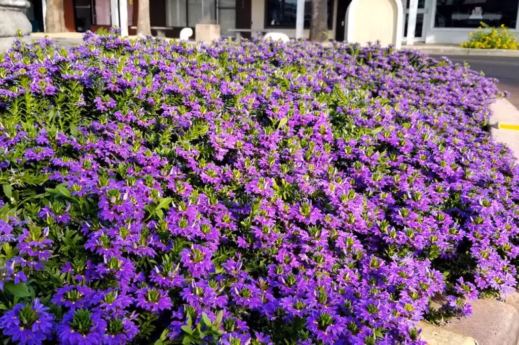  Những bông hoa nhỏ xinh, đa dạng màu sắc không chỉ tạo ra một điểm nhấn ấn tượng trong các khu vườn, ban công, hoặc hiên nhà. Những bông hoa hình quạt tươi tắn như thể hút làn gió mới mẻ, thanh khiết vào gia đình, giúp bạn có không gian lãng mạn và xinh đẹp. 