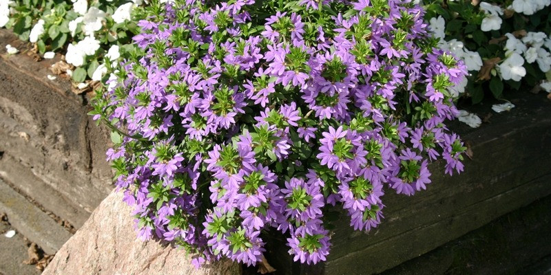  Không còn nghi ngờ gì nữa, đặc điểm nổi bật nhất của cây cảnh này chính là những bông hoa. Hoa xuất hiện thành từng cụm mọc ở đầu mỗi nhánh cây. Mỗi bông hoa có năm cánh hoa hợp nhất, tạo thành hình bán nguyệt, mọc vòng tròn quanh đầu cành, tạo thành một bông hoa lớn tròn trịa. Ảnh minh họa mygardenlife 