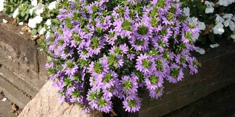  Không còn nghi ngờ gì nữa, đặc điểm nổi bật nhất của cây cảnh này chính là những bông hoa. Hoa xuất hiện thành từng cụm mọc ở đầu mỗi nhánh cây. Mỗi bông hoa có năm cánh hoa hợp nhất, tạo thành hình bán nguyệt, mọc vòng tròn quanh đầu cành, tạo thành một bông hoa lớn tròn trịa. Ảnh minh họa mygardenlife 