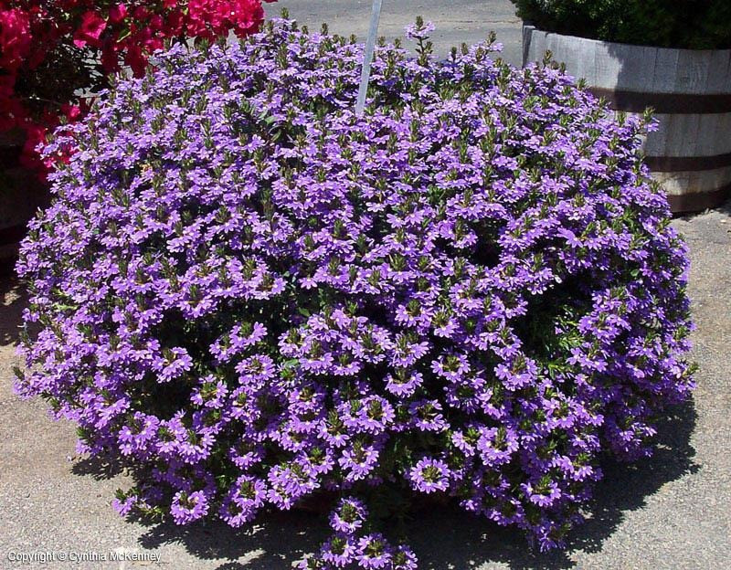 Đặc điểm của cây cảnh hoa quạt: Hoa quạt hay còn gọi là quạt tiên, có tên tiếng Anh là Fan flower (hoa quạt), fairy fan flower (hoa quạt tiên) và Scaevola. Tên khoa học của cây cảnh là Scaevola aemula, thuộc gia đình Goodeniaceae. Tên khoa học của nó "Scaevola" có nghĩa là "thuận tay trái" và "aemula" có nghĩa là "bắt chước". Ảnh minh họa depts.ttu 