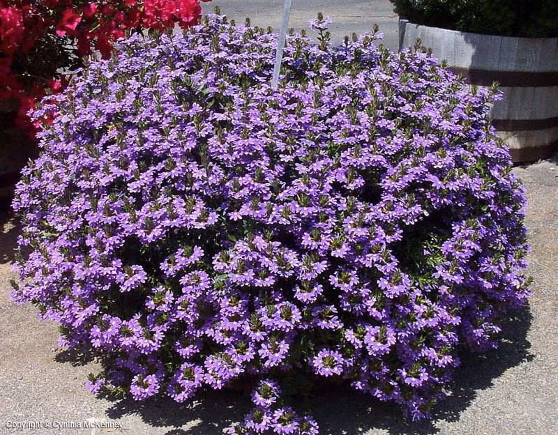 Đặc điểm của cây cảnh hoa quạt: Hoa quạt hay còn gọi là quạt tiên, có tên tiếng Anh là Fan flower (hoa quạt), fairy fan flower (hoa quạt tiên) và Scaevola. Tên khoa học của cây cảnh là Scaevola aemula, thuộc gia đình Goodeniaceae. Tên khoa học của nó "Scaevola" có nghĩa là "thuận tay trái" và "aemula" có nghĩa là "bắt chước". Ảnh minh họa depts.ttu 