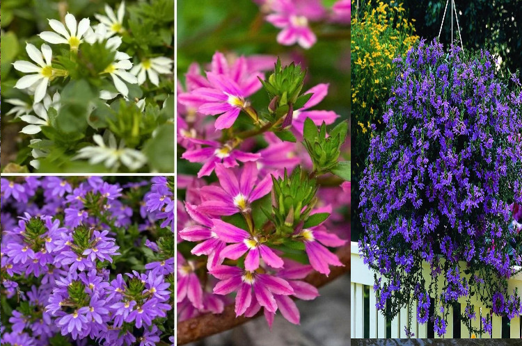  Đây là cây cảnh thân thảo, lâu năm, có nguồn gốc từ Úc nhưng ngày nay đã được trồng phổ biến ở nhiều nơi. Cây cảnh này có thể trồng trong bồn, làm giỏ treo hoặc làm cây phủ mặt đất, tạo thành các viền hoa lộng lẫy màu xanh, tím, hồng hoặc trắng. 