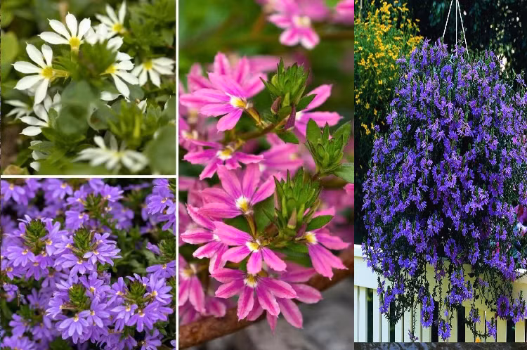  Đây là cây cảnh thân thảo, lâu năm, có nguồn gốc từ Úc nhưng ngày nay đã được trồng phổ biến ở nhiều nơi. Cây cảnh này có thể trồng trong bồn, làm giỏ treo hoặc làm cây phủ mặt đất, tạo thành các viền hoa lộng lẫy màu xanh, tím, hồng hoặc trắng. 