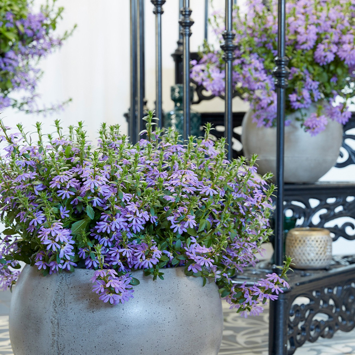 Cây cảnh này có thể đạt chiều cao từ 15 đến 30 cm, nhưng sự tăng trưởng của nó xảy ra theo chiều ngang hơn là theo chiều dọc. Do đó, nó là một lựa chọn tốt nếu bạn muốn tìm một cây lan rộng để bao phủ những vùng đất lớn. Ảnh minh họa sarahraven