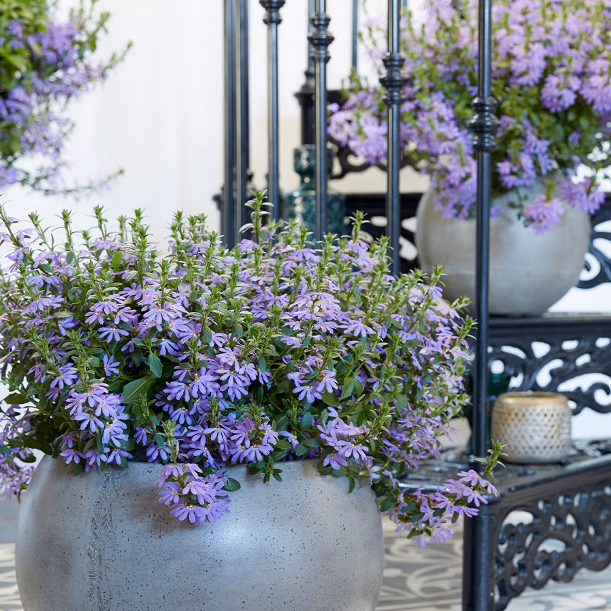 Cây cảnh này có thể đạt chiều cao từ 15 đến 30 cm, nhưng sự tăng trưởng của nó xảy ra theo chiều ngang hơn là theo chiều dọc. Do đó, nó là một lựa chọn tốt nếu bạn muốn tìm một cây lan rộng để bao phủ những vùng đất lớn. Ảnh minh họa sarahraven