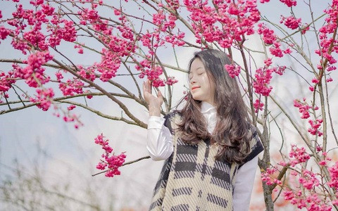  Nếu hoa anh đào Nhật Bản có vẻ đẹp dịu dàng, trong khi những bông hoa Anh đào Himalaya hoang dã lại khiến người ta cảm thấy tràn ngập năng lượng, sống động và tươi trẻ. Màu đỏ của hoa mang lại may mắn và tài lộc cho gia đình, được nhiều người yêu thích. 