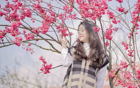  Nếu hoa anh đào Nhật Bản có vẻ đẹp dịu dàng, trong khi những bông hoa Anh đào Himalaya hoang dã lại khiến người ta cảm thấy tràn ngập năng lượng, sống động và tươi trẻ. Màu đỏ của hoa mang lại may mắn và tài lộc cho gia đình, được nhiều người yêu thích. 