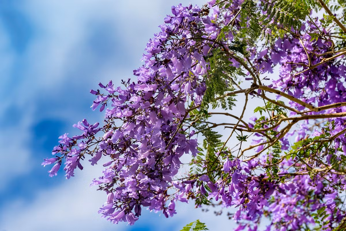 Phượng tím còn được coi là cây may mắn và được cho là mang lại may mắn và giàu có. Đó là vì màu hoa phượng tím xứng với câu mà người xưa vẫn nói: "Tử khí Đông lai", nghĩa là "sắc tím từ phương Đông đến". Đây là loại khí tốt lành, mang lại bình an và may mắn, là điềm báo may mắn sắp đến, có thể giúp đời bạn thuận buồm xuôi gió 