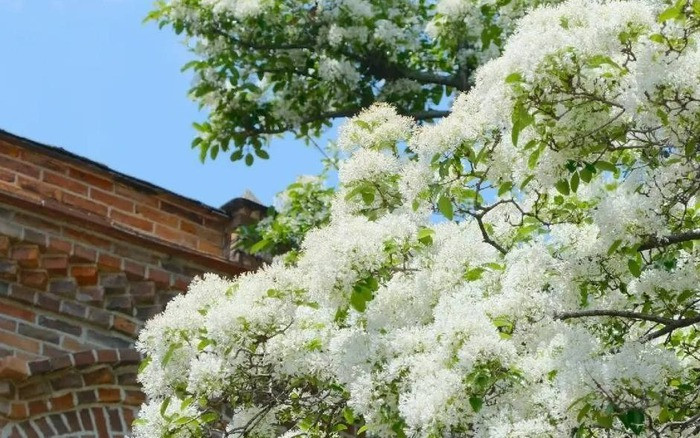  Người ta xem cây cảnh này là vật báu gia truyền qua nhiều thế hệ, là cây "ông bà trồng, con cháu hưởng phúc". Mọi người trồng cây cảnh này trong nhà, ngoài sân với mong muốn luôn may mắn, bình an, thư thái, vạn sự hanh thông và mọi điều tốt lành sẽ đến với gia chủ.