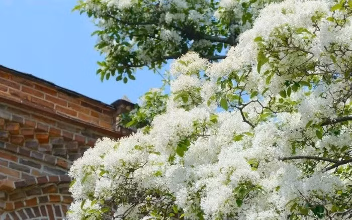  Người ta xem cây cảnh này là vật báu gia truyền qua nhiều thế hệ, là cây "ông bà trồng, con cháu hưởng phúc". Mọi người trồng cây cảnh này trong nhà, ngoài sân với mong muốn luôn may mắn, bình an, thư thái, vạn sự hanh thông và mọi điều tốt lành sẽ đến với gia chủ.