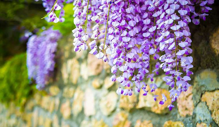 Ngôn ngữ loài hoa của nó cũng vô cùng lãng mạn, mang ý nghĩa “tình yêu ám ảnh, kiên trì vì em, sống vì tình yêu, chết vì tình yêu”, tượng trưng cho tình yêu mãnh liệt.