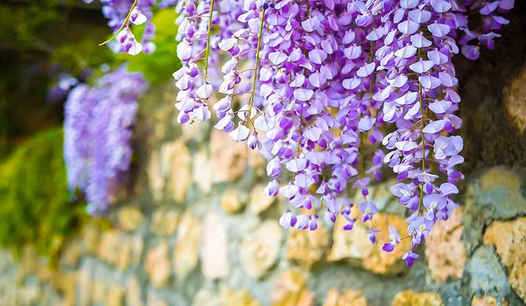 Ngôn ngữ loài hoa của nó cũng vô cùng lãng mạn, mang ý nghĩa “tình yêu ám ảnh, kiên trì vì em, sống vì tình yêu, chết vì tình yêu”, tượng trưng cho tình yêu mãnh liệt.