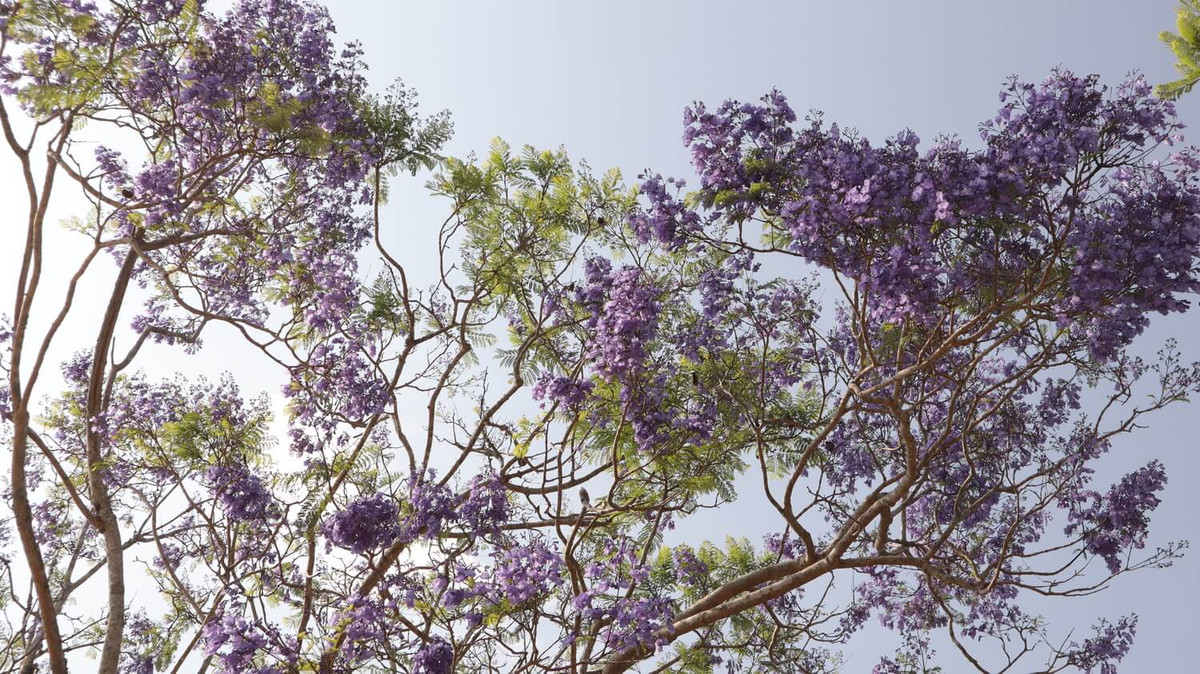  Trong văn hóa của một số dân tộc, loài hoa này còn tượng trưng cho sự kiên trì và hy vọng, bởi nó có thể phát triển bền bỉ trong môi trường khắc nghiệt và nở những bông hoa xinh đẹp vào mùa xuân, có sức lay động trái tim mọi người.