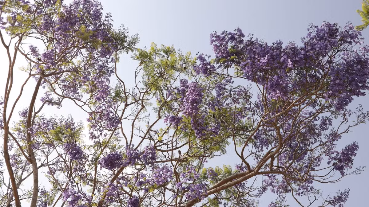  Trong văn hóa của một số dân tộc, loài hoa này còn tượng trưng cho sự kiên trì và hy vọng, bởi nó có thể phát triển bền bỉ trong môi trường khắc nghiệt và nở những bông hoa xinh đẹp vào mùa xuân, có sức lay động trái tim mọi người.