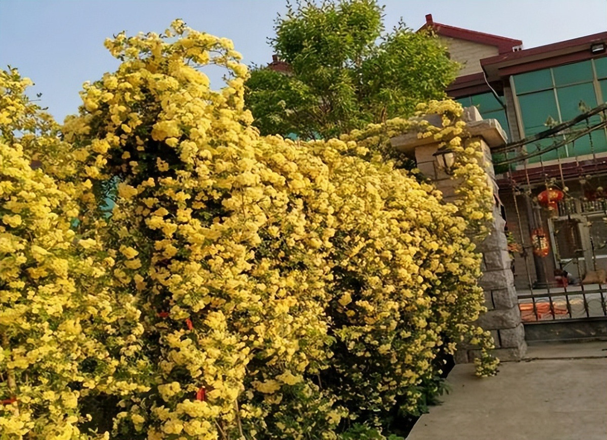  Hoa nở cùng lúc hàng ngàn, hàng vạn bông. Những bông hoa có mùi thơm nhẹ được tạo thành cụm trên những cành gần như không có gai với tán lá xanh mướt hấp dẫn. Hoa thường nở một đợt rực rỡ duy nhất mỗi năm vào mùa xuân.