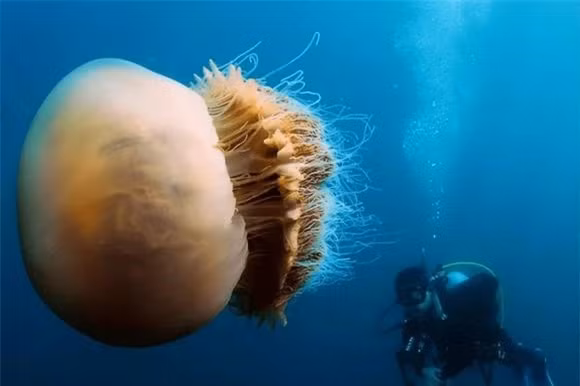 br/> Theo quan sát, đường kính vòng ngoài cùng của con sứa đã lên tới 15 mét, như vậy chỉ riêng chu vi vòng ngoài cùng của con sứa đã lên tới con số đáng kinh ngạc là 47 mét. Ở đây chúng ta lấy cá voi xanh để so sánh, thông thường chiều dài của cá voi xanh có thể đạt tới hơn 30 mét.