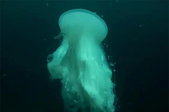 br/> Chu vi ngoài cùng của sứa ống dài hơn cá voi xanh 10 mét, vòng trong của sứa ống có một số sinh vật nên các nhà khoa học dự đoán chiều dài của sứa ống có thể đạt tới 110 mét, tương đương với chiều dài của một tòa nhà chọc trời.