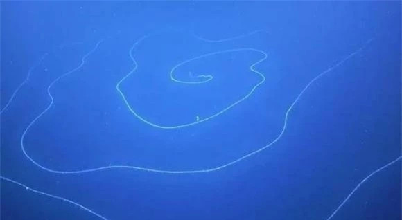  Kết quả này ngay lập tức khơi dậy sự quan tâm của các nhà khoa học. Các chuyên gia ngẫu nhiên đã thực hiện phục hồi 1:1 dựa trên dữ liệu được trả về và kết quả là họ đã có một khám phá đáng kinh ngạc.