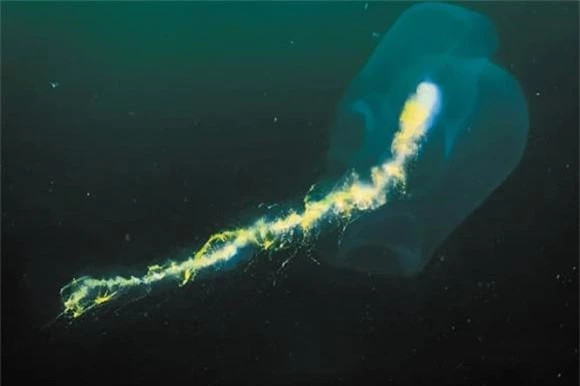 br/> Trong quá trình đó, họ tình cờ phát hiện ra một sinh vật khổng lồ, ban đầu các nhà khoa học cho rằng đó là một con cá voi xanh, nhưng theo dữ liệu do thiết bị kiểm tra gửi về, kích thước của sinh vật này rất khác với kích thước của cá voi xanh. 