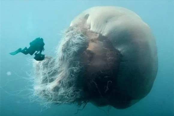 Loại sứa này tương đối hiếm, các nhà nghiên cứu tin rằng một con sứa hình ống lớn như vậy có thể đã hàng trăm năm tuổi. Tuy nhiên, một số người cho rằng loài sứa hình ống dài như vậy không phải là một mà là từ nhiều con, loài vật này có thể hình thành mối quan hệ cộng sinh hàng loạt giống như san hô. 