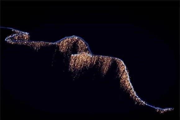 Sứa siphon thuộc nhóm cnidaria, bao gồm các sinh vật đáy biển như sứa, thủy tức và các nhóm san hô, vì vậy sứa siphon hoàn toàn là một sinh vật nhóm.