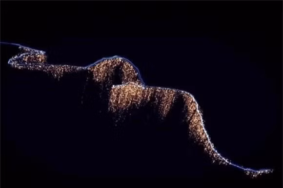 Sứa siphon thuộc nhóm cnidaria, bao gồm các sinh vật đáy biển như sứa, thủy tức và các nhóm san hô, vì vậy sứa siphon hoàn toàn là một sinh vật nhóm.