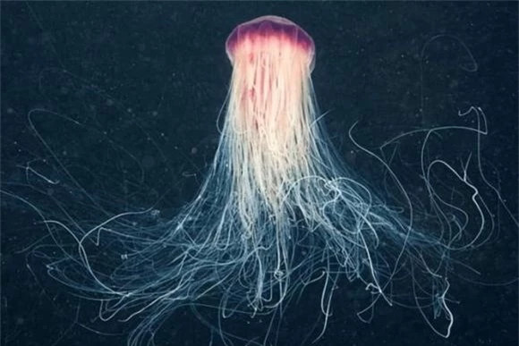  Theo phán đoán của các chuyên gia, loại sinh vật này phải là một loại sứa vòi. Sứa siphon là một nhóm gồm nhiều cá thể, vì vậy sứa siphon thường rất lớn. Khối lượng sứa ống được các chuyên gia phát hiện ở hẻm núi ngầm Tây Australia thậm chí còn vượt kỷ lục lớn nhất mà nhân loại từng biết.