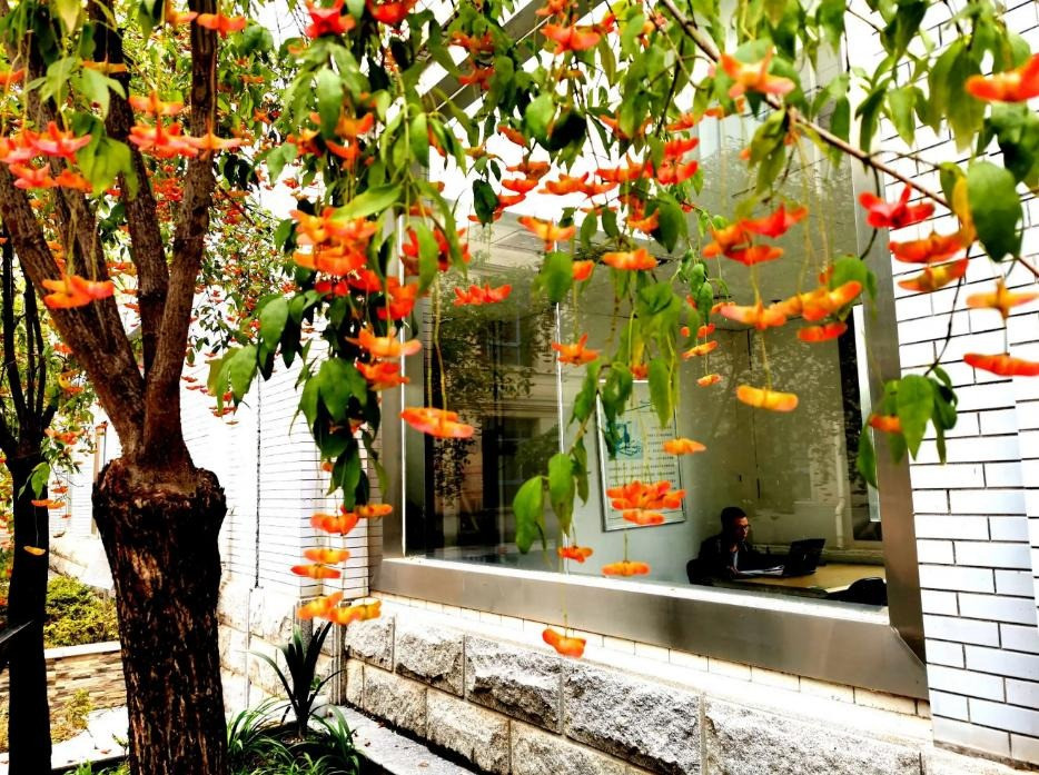  5. Người xưa nói: Bướm vàng trong sân - giàu có và may mắn. Cây cảnh này có thể kết trái đến nửa năm và có giá trị làm cảnh cao, quả chuyển từ xanh sang đỏ vào mùa thu, tạo nên cảnh đẹp rực rỡ. Người xưa cho rằng nó tượng trưng cho sự giàu có và may mắn. ‌ 