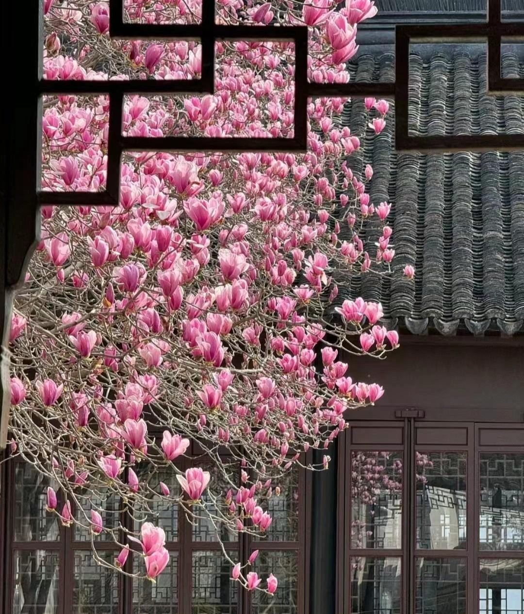  Ở nhiều gia đình giàu có, mộc lan thường được trồng ở phía trước và phía sau hành lang hoặc xung quanh ban công, trồng xen kẽ với tây phủ hải đường, mẫu đơn, quế hương... Người xưa cho rằng nó là cây tốt lành mang may mắn cho gia đình.