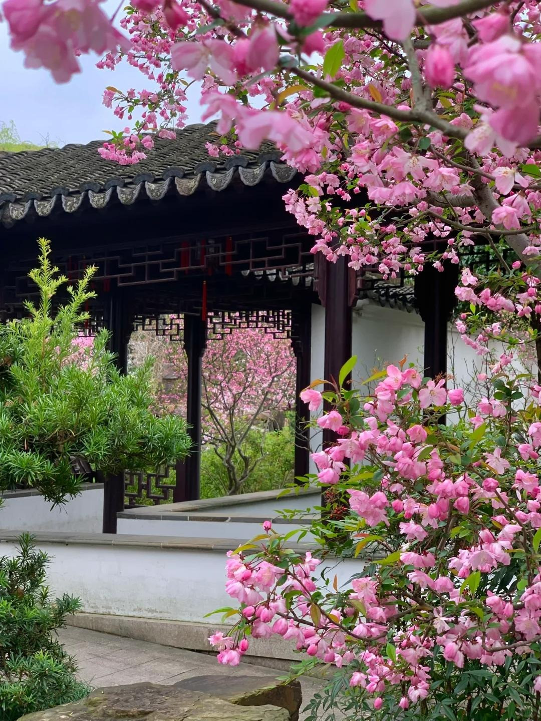 Nhiều người ưa thích trồng trước nhà một vài cây tây phủ hải đường. Khi loài hoa này nở rộ tượng trưng cho tin vui và sự trường thọ. Hoa có năm cánh tượng trưng cho năm thế hệ cũng sống dưới 1 mái nhà, sum vầy, thịnh vượng.