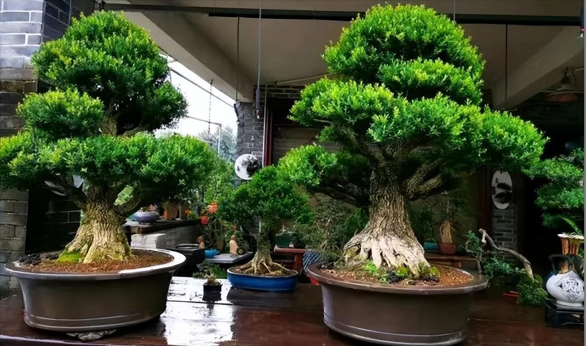 Cây cảnh này được người xưa coi là biểu tượng "quý ông giữa các loài cây", mang dáng vẻ của của người quân tử, ôn hòa mà sáng suốt, thanh tịnh chính trực, thà chịu vỡ nát chứ không chịu khuất phục… 