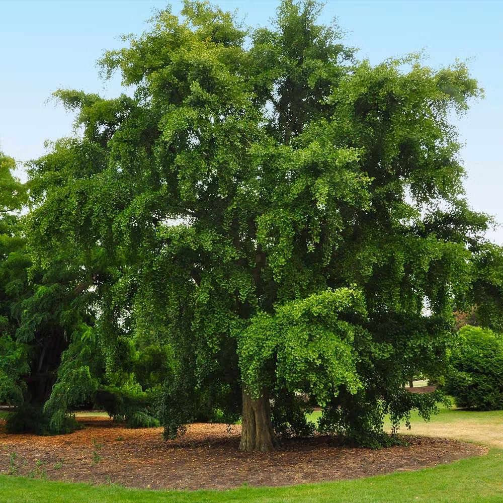 Nó được gọi là “hóa thạch sống” và tồn tại cùng thời với khủng long. Vì vậy, người xưa cho rằng, trồng cây bạch quả tượng trưng cho sự trường thọ, sức khỏe, đặc biệt thích hợp với người lớn tuổi trong gia đình, hàm ý sức khỏe, trường thọ cho gia đình.