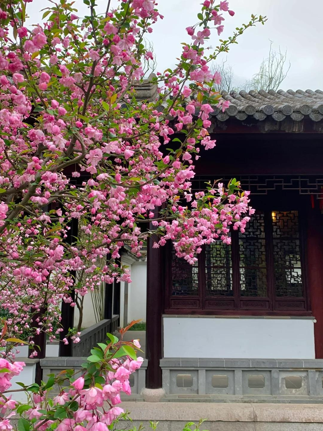  3. Người xưa nói: Tây phủ hải đường trong sân - vàng ngọc đầy nhà. Theo người xưa, cây cảnh này ‌tượng trưng cho sự giàu có và may mắn. Tây phủ hải đường đã được con người yêu thích từ xa xưa, đặc biệt là trong sân của những người giàu có. Khi hoa tây phủ hải đường nở vào mùa xuân, chúng được coi là một cảnh đẹp khó quên. 