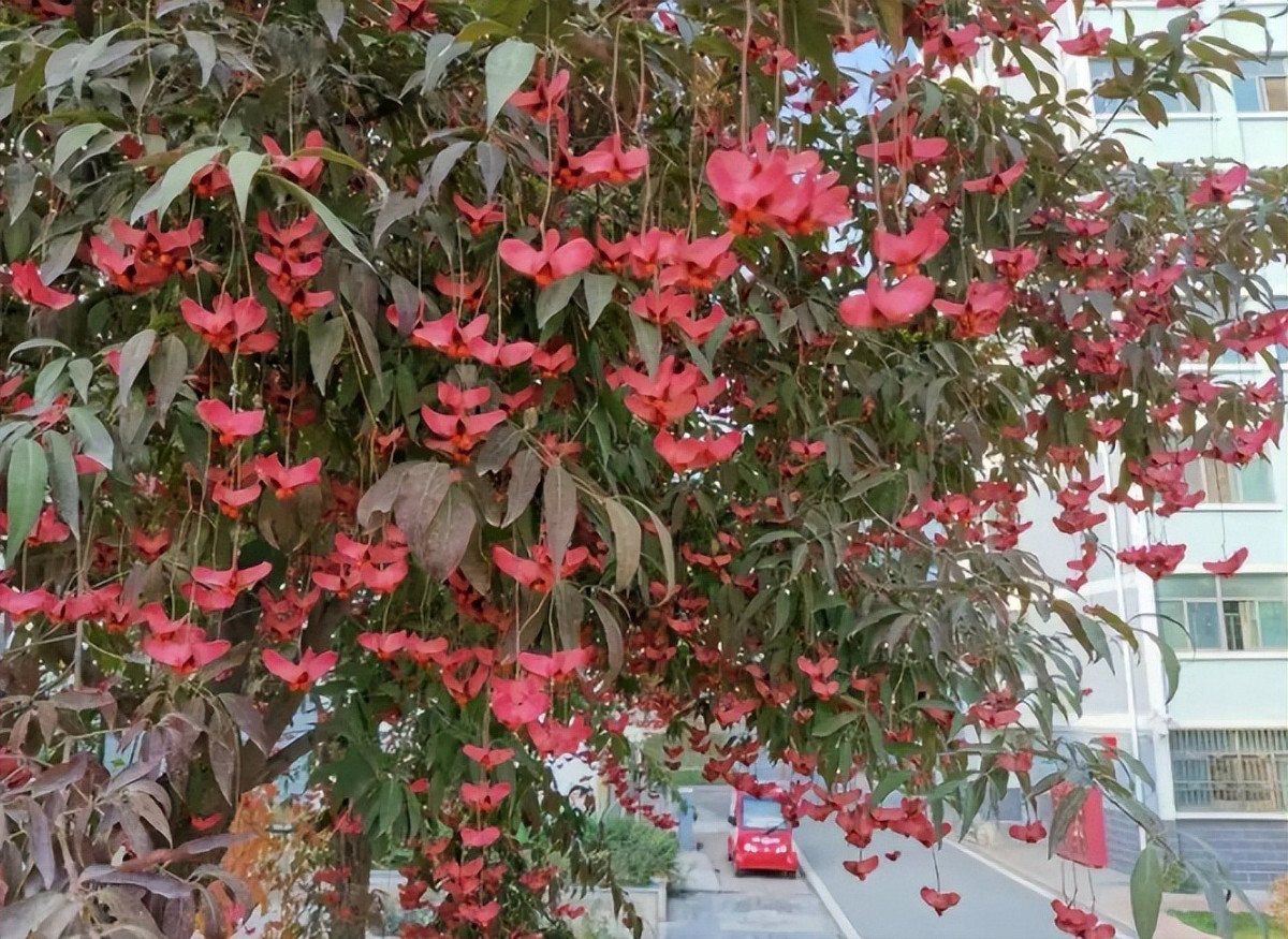 Hơn nữa, cây non không quá đắt nhưng trải qua thời gian, cây cảnh này sẽ tăng giá trị, trở thành "vật báu" gia truyền cho con cháu. 