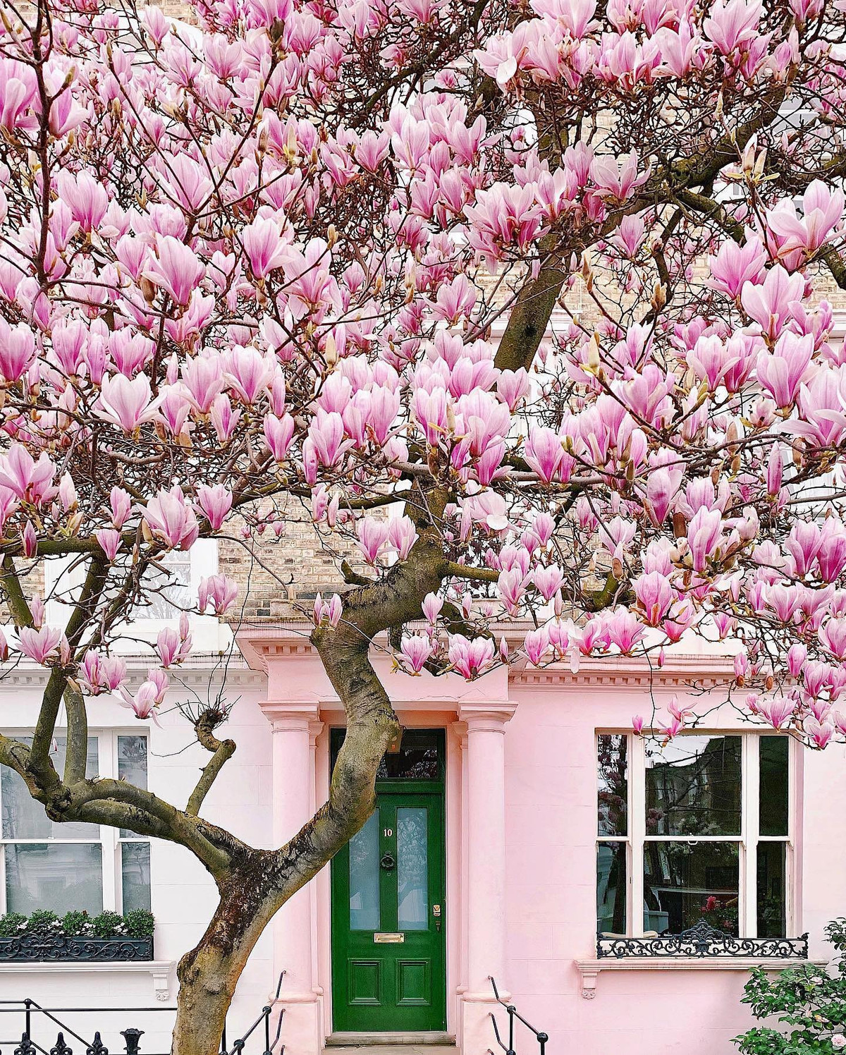 4. Người xưa nói: Mộc lan trong sân - mọi sự tốt lành. ‌Hoa mộc lan có ý nghĩa phong thủy tốt, nhiều gia đình, nhà hàng, khách sạn trồng cây cảnh này trước cửa nhà nhằm thu hút tài lộc, may mắn cho gia chủ, giúp việc làm ăn buôn bán cũng như công việc luôn được thuận lợi, thăng tiến. 