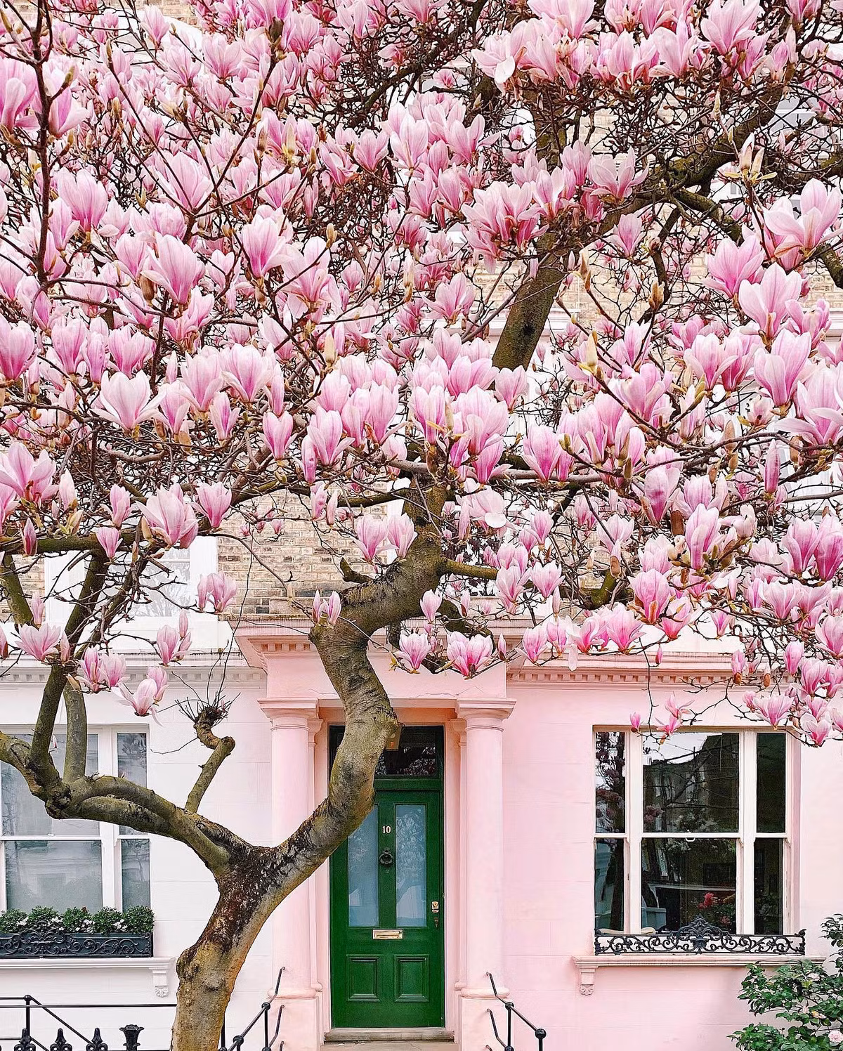 4. Người xưa nói: Mộc lan trong sân - mọi sự tốt lành. ‌Hoa mộc lan có ý nghĩa phong thủy tốt, nhiều gia đình, nhà hàng, khách sạn trồng cây cảnh này trước cửa nhà nhằm thu hút tài lộc, may mắn cho gia chủ, giúp việc làm ăn buôn bán cũng như công việc luôn được thuận lợi, thăng tiến. 