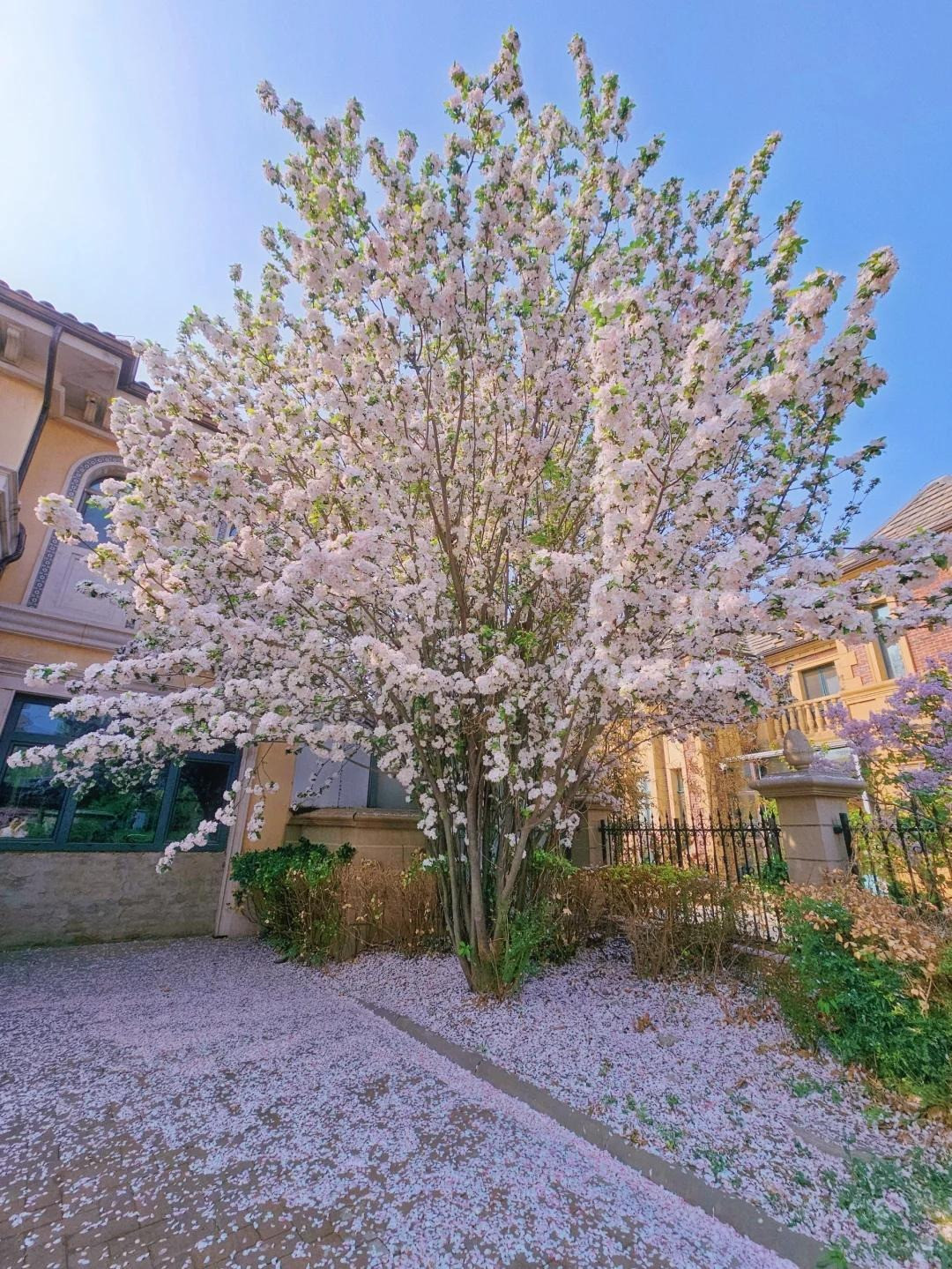  Cây cảnh phong thủy này còn tượng trưng cho vàng ngọc đầy nhà. Hoa tây phủ hải đường tượng trưng cho địa vị và sự giàu có, và việc bảo dưỡng chúng tại nhà mang ý nghĩa chào đón sự giàu có và may mắn.