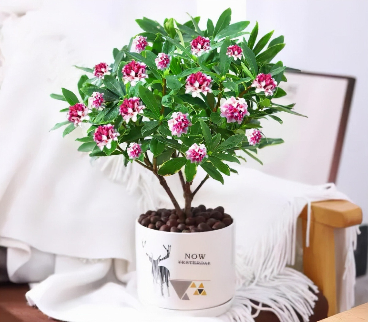 Khi nở rộ, chúng giống như quả cầu hoa rất bắt mắt và tỏa ra hương thơm ngào ngạt. Những bông hoa màu tím và rực rỡ, nở hàng năm. Thời kỳ ra hoa khoảng 60 ngày. Ảnh minh họa SH