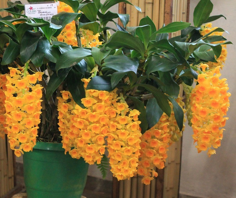  Ngoài ra, cây cảnh có sức sống cường đại, bền bỉ, vượt trên mọi môi trường khắc nghiệt nên còn là biểu tượng của sự trường thọ và nỗ lực vươn lên trong cuộc sống.