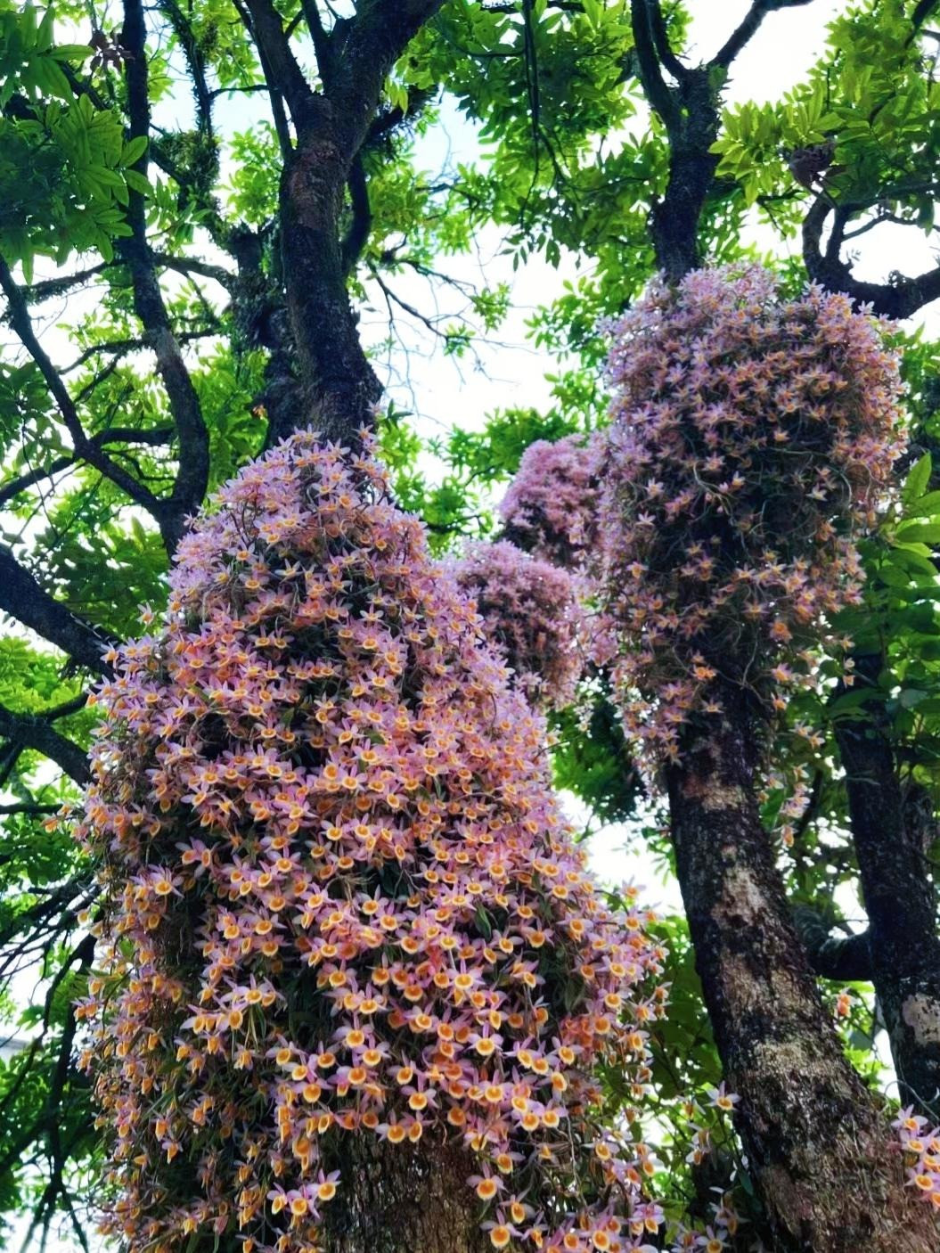  2. Cây cảnh: Lan hoàng thảo. Mùa thu là mùa hoa lan hoàng thảo (Dendrobium) nở rộ. Những bông hoa nhảy múa trên cành như một đàn bướm nhỏ. 