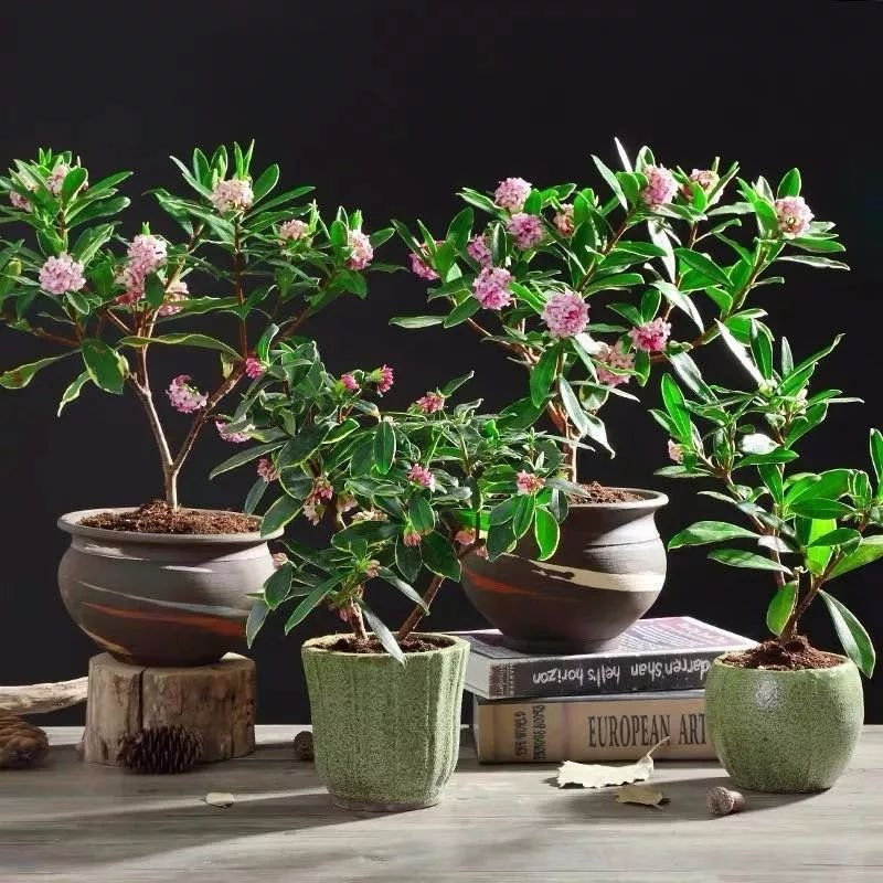  Cây cảnh này cây bản địa Trung Quốc và Nhật Bản. Nó nổi tiếng về cả màu sắc, hình dáng lẫn ương thơm. Lá của cây cảnh này khá tươi tốt, hoa nở nhiều, màu hồng tím rất đẹp. Ảnh minh họa SH