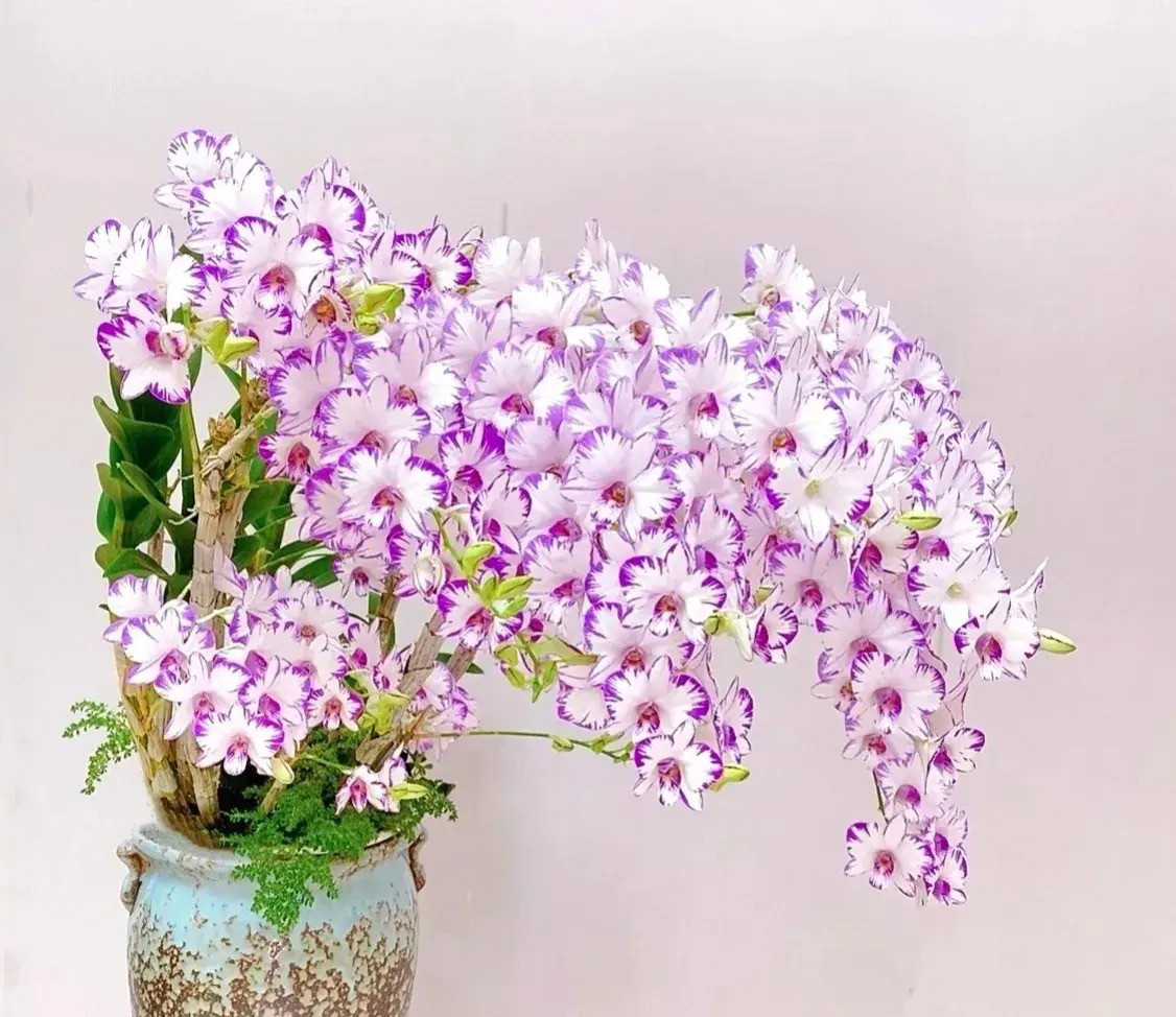  Ngoài giá trị làm cảnh không thể bàn cãi, lan hoàng thảo còn có ý nghĩa phong thủy tốt lành, Là "tiên thảo", chúng được coi là loại cây cảnh cát tường, trồng trong nhà mang lại thành công, phú quý và thịnh vượng cho gia đình. Ảnh minh họa Toutiao 