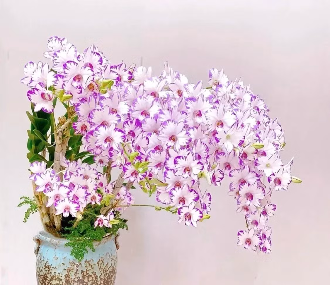  Ngoài giá trị làm cảnh không thể bàn cãi, lan hoàng thảo còn có ý nghĩa phong thủy tốt lành, Là "tiên thảo", chúng được coi là loại cây cảnh cát tường, trồng trong nhà mang lại thành công, phú quý và thịnh vượng cho gia đình. Ảnh minh họa Toutiao 