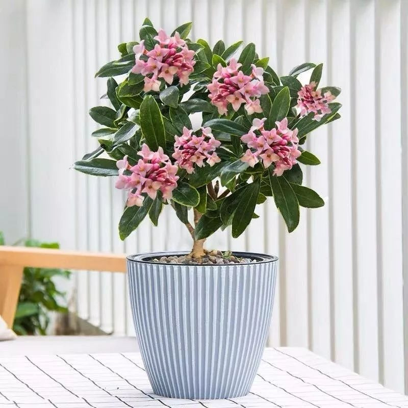 3. Cây cảnh: Thụy hương. Thụy hương (còn gọi là bồng lai tử, phong lưu thụ, tên tiếng Anh là Daphne odora) là cây cảnh có thể tỏa ra hương thơm ngát. Chúng có ý nghĩa phong thủy về tài lộc và thịnh vượng. Ảnh minh họa SH 